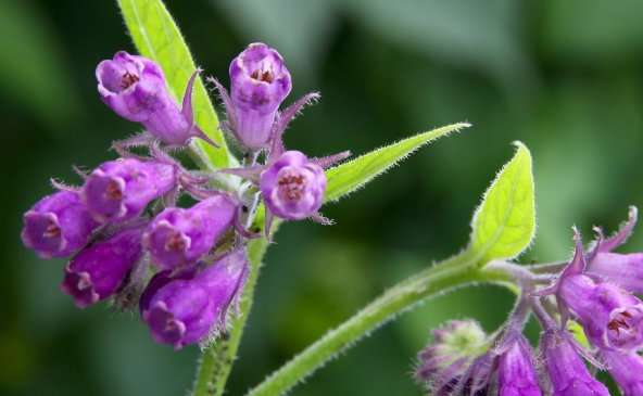 Comfrey Comfort: Use ‘Knitbone’ to Soothe Muscles & Joints by Dr Josh Axe