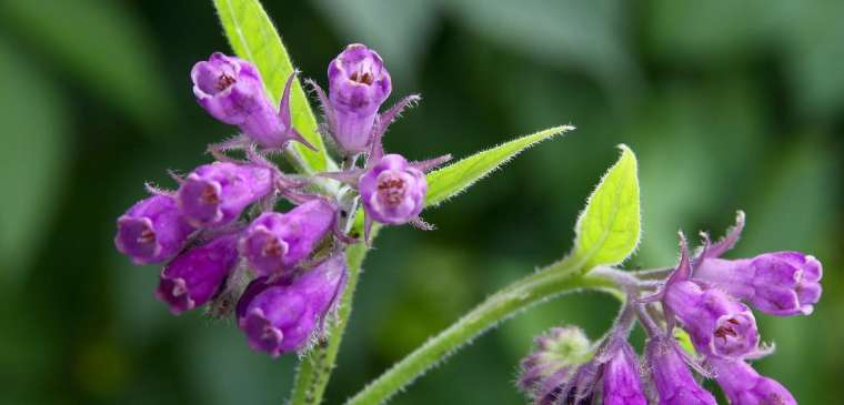 Comfrey Comfort: Use ‘Knitbone’ to Soothe Muscles & Joints by Dr Josh Axe