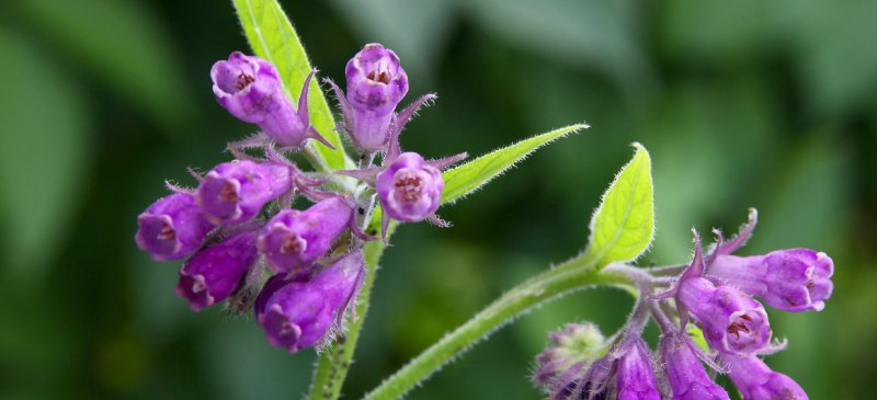 Comfrey Comfort: Use ‘Knitbone’ to Soothe Muscles & Joints by Dr Josh Axe