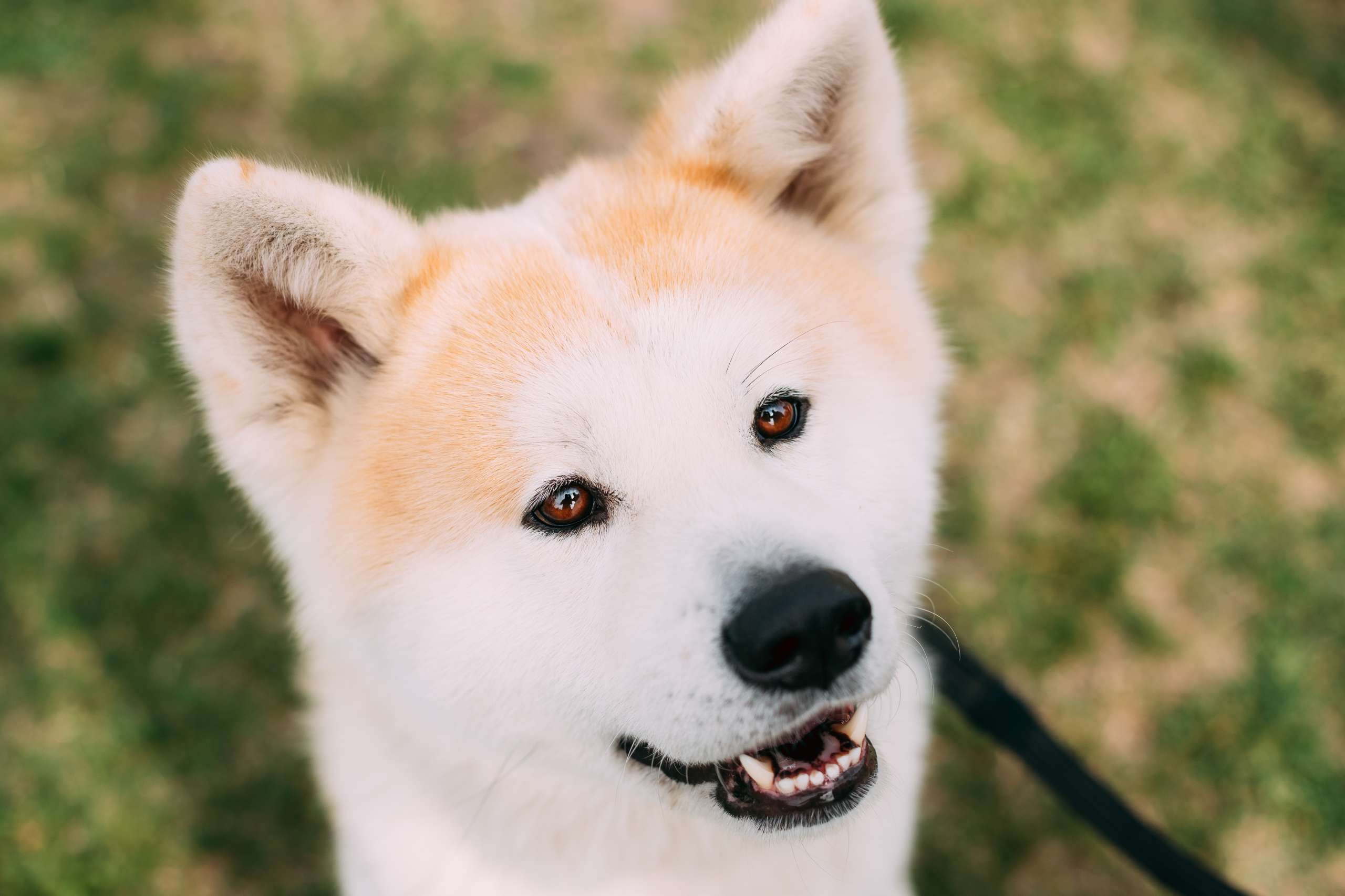 Akita dog portrait
