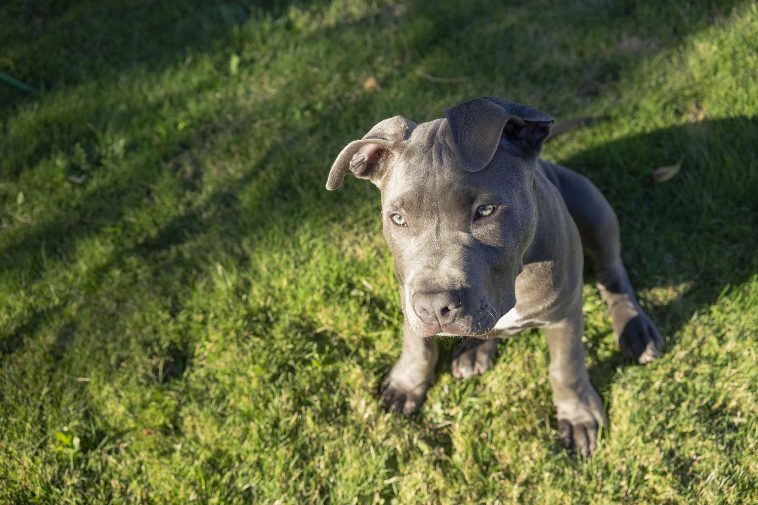 Dramatic Late Afternoon Sunlight Hits One Eye Pit Bull Puppy