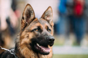 German shepherd dog portrait