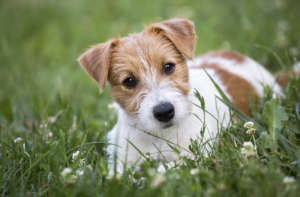Jack Russell terrier pet dog happy puppy looking