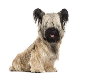 Skye Terrier portrait