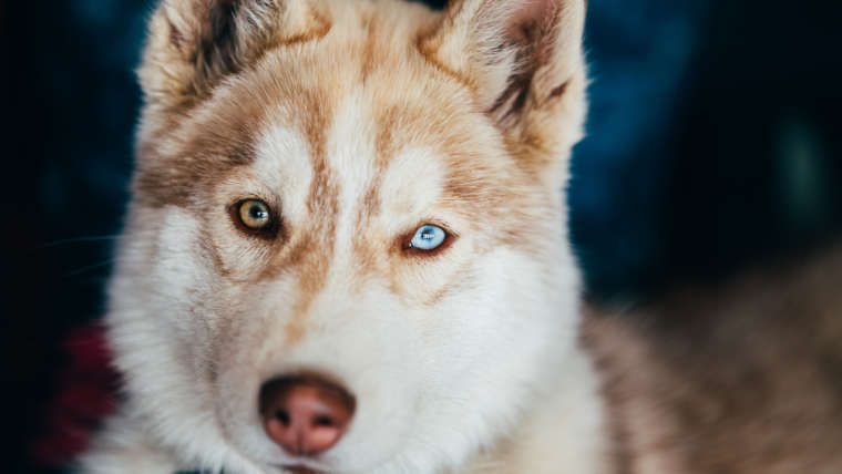 The World’s Most Loyal 5 Dog Breeds