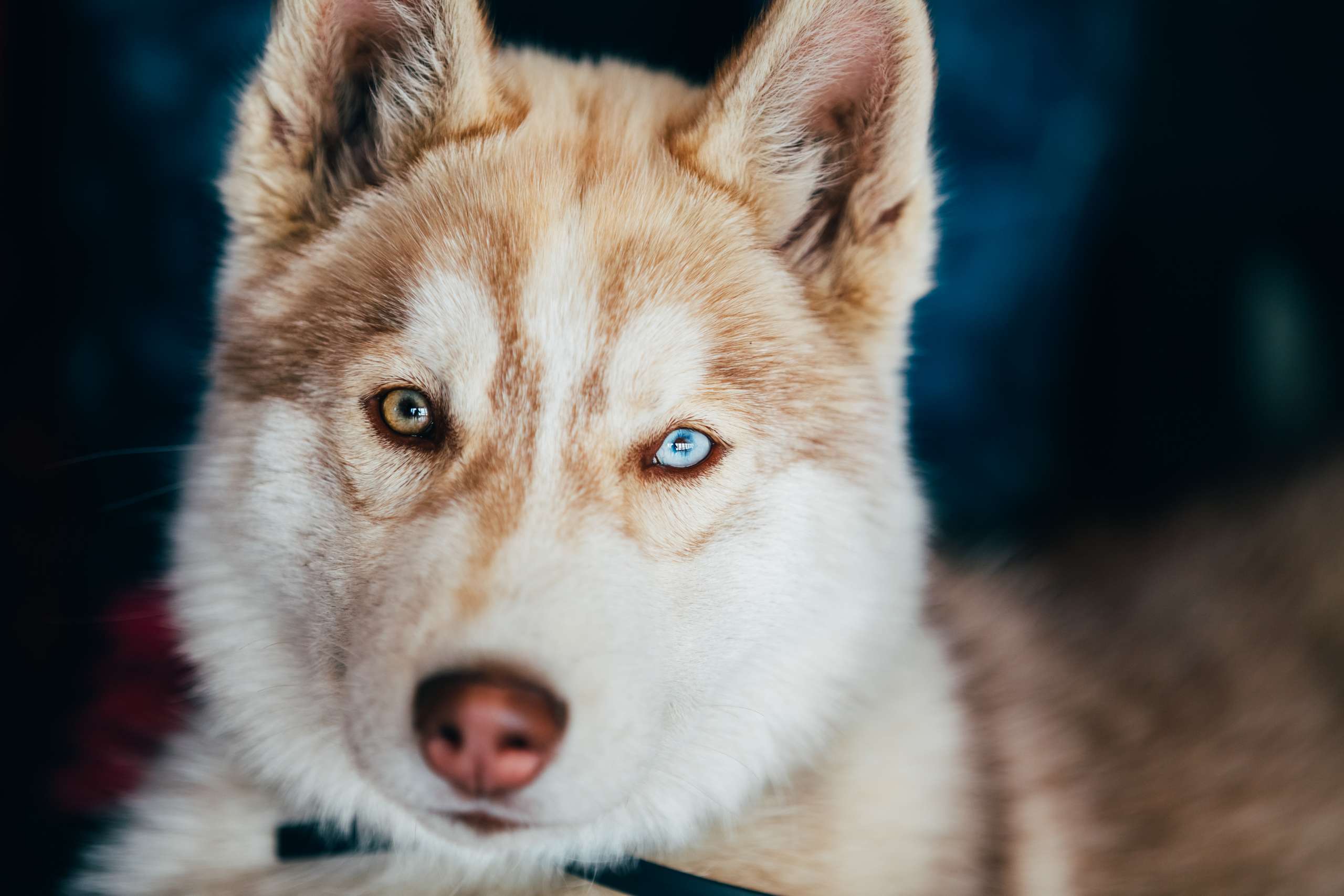 Young Happy Husky Puppy